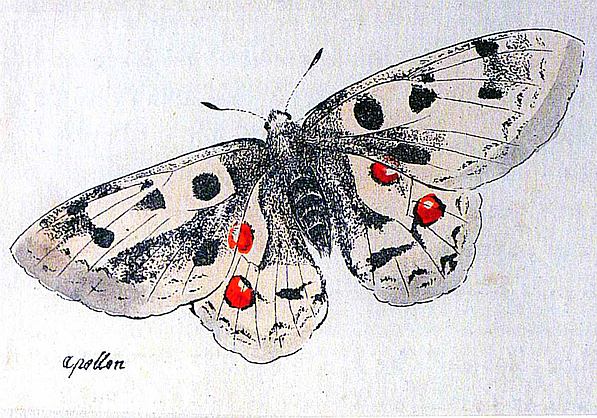 Papillon Forssard